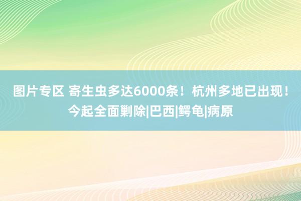 图片专区 寄生虫多达6000条！杭州多地已出现！今起全面剿除|巴西|鳄龟|病原